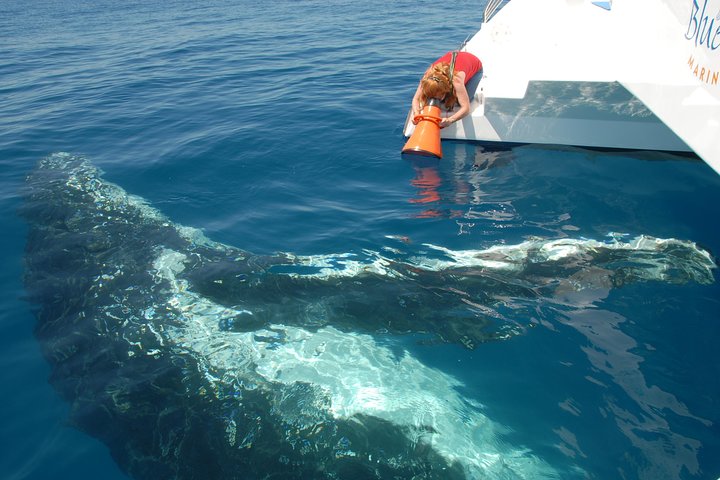 Hervey Bay Exclusive Whale Watch Encounter