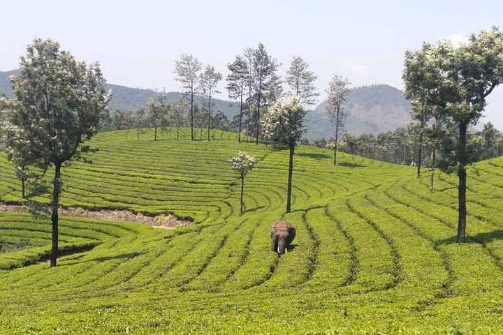 Mountain Hiking in Munnar (half day) By Munnar Info