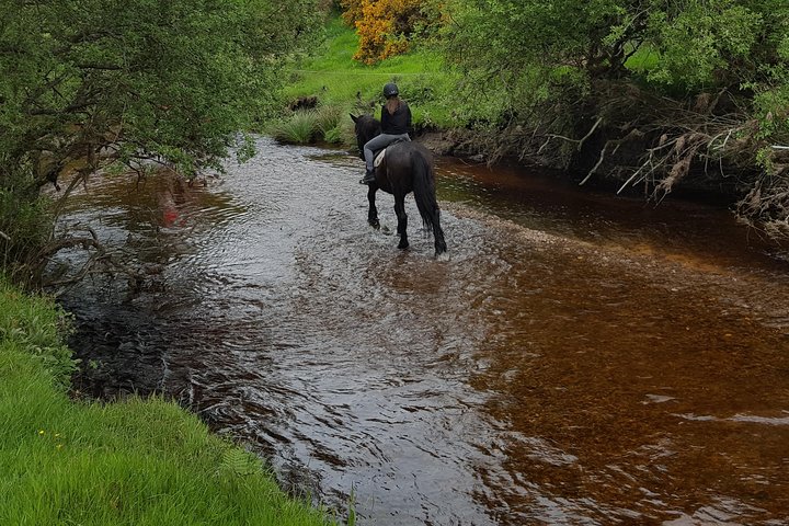 Wicklow Mountains Horse Trekking
