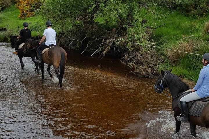 Wicklow Mountains Horse Trekking