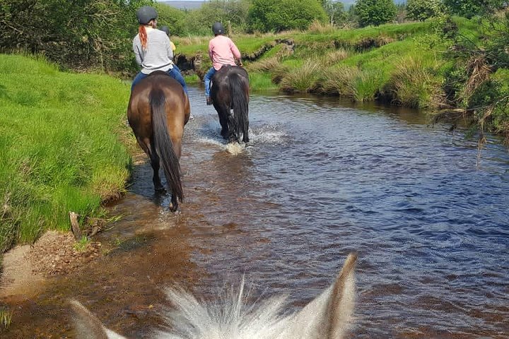Wicklow Mountains Horse Trekking