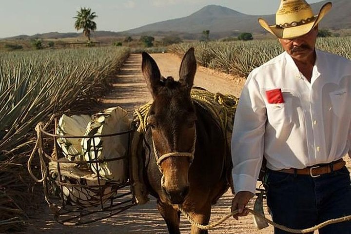 Tequila Day Trip from Guadalajara with Jose Cuervo Express Train