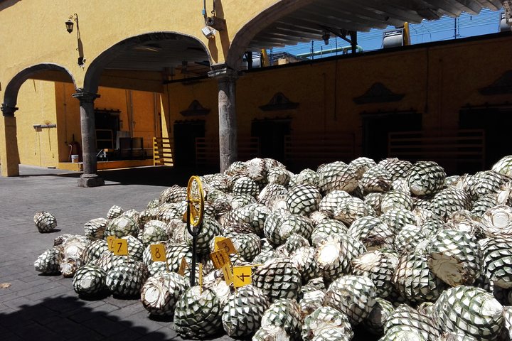 Tequila Day Trip from Guadalajara with Jose Cuervo Express Train