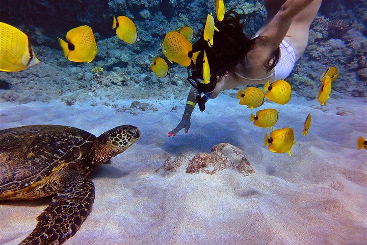 Maui Snorkeling Adventure to Molokini and Turtle Town