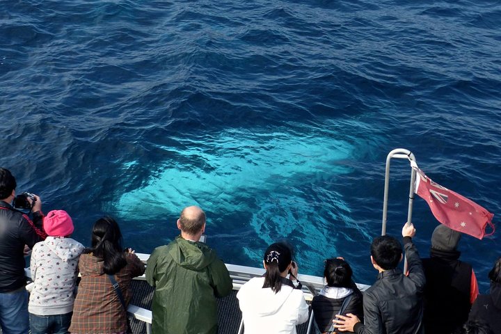Sydney Whale-Watching Cruise Including Lunch or Breakfast