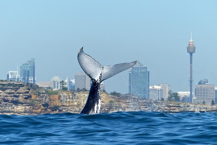 Sydney Whale-Watching Cruise Including Lunch or Breakfast