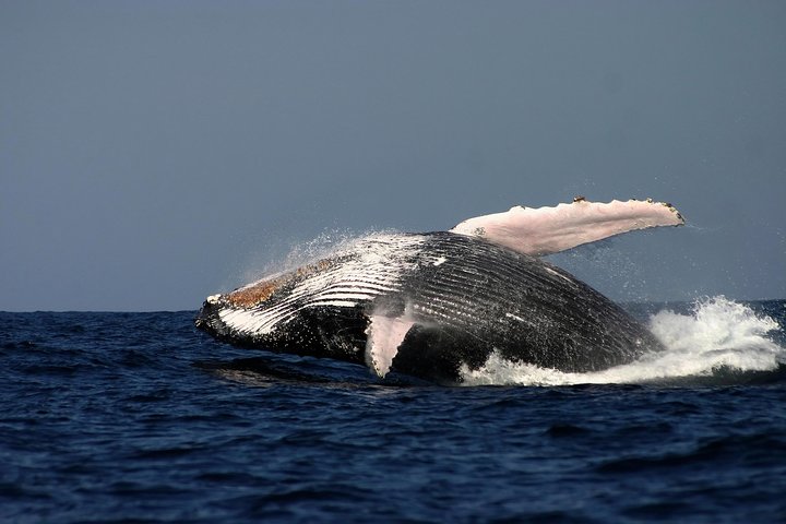 Sydney Whale-Watching Cruise Including Lunch or Breakfast