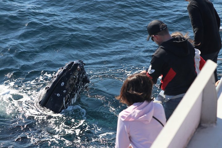 Sydney Whale-Watching Cruise Including Lunch or Breakfast