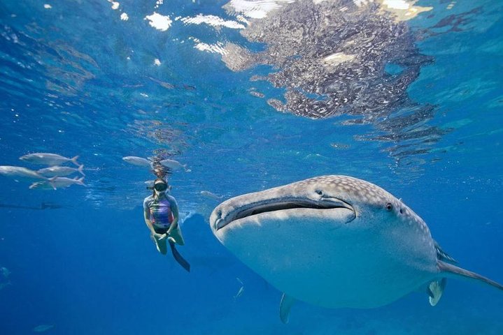 Oslob Whale Shark & Tumalog Falls & Kawasan Falls Canyoneering
