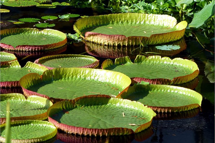 Taste of the Amazon Jungle 3D-2N-A Amazon Tapiri Floating Lodge