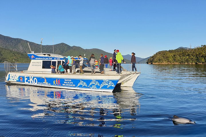 Motuara Wildlife Sanctuary Tour and Dolphin Cruise from Picton