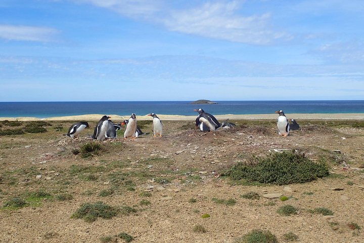 Bertha’s Beach & Beyond - Your Falklands, Your Way!