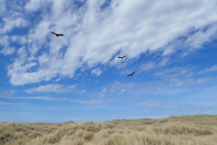 Bertha’s Beach & Beyond - Your Falklands, Your Way!