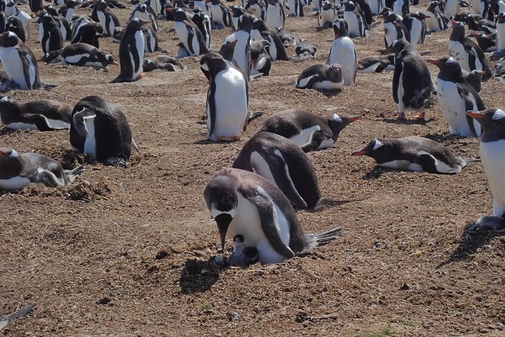 Bertha’s Beach & Beyond - Your Falklands, Your Way!