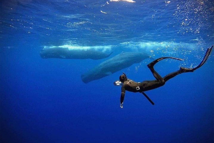 Snorkeling with Whales in Mirissa