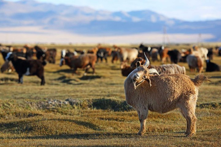 4 Days Tour: Central Mongolia