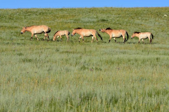 4 Days Tour: Central Mongolia