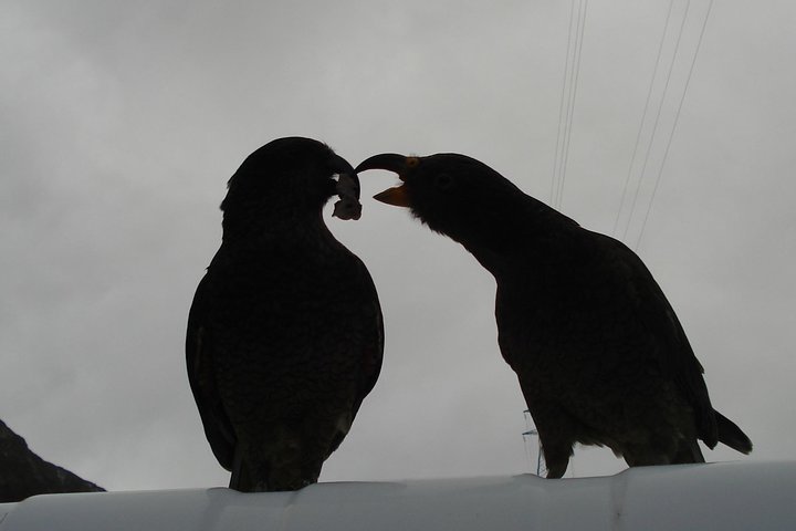 Arthurs Pass and Southern Alps Day Excursion from Port Lyttelton or Christchurch