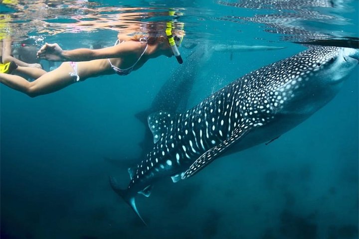 Whale Shark & Tumalog Falls & Sumilon Sandbar & Pescador Island with Sardines