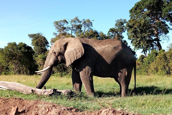 Safari Tour; Nairobi National Park