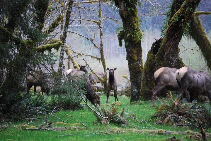 Hoh Rain Forest and Rialto Beach Guided Tour in Olympic National Park