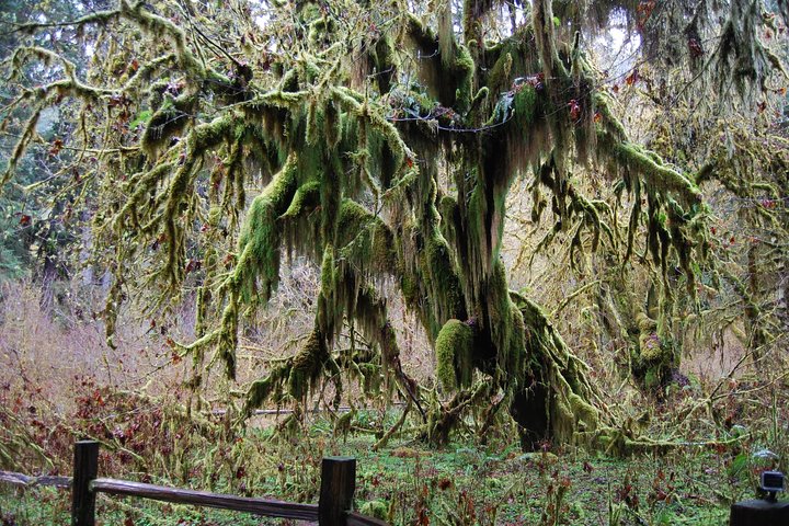 Hoh Rain Forest and Rialto Beach Guided Tour in Olympic National Park