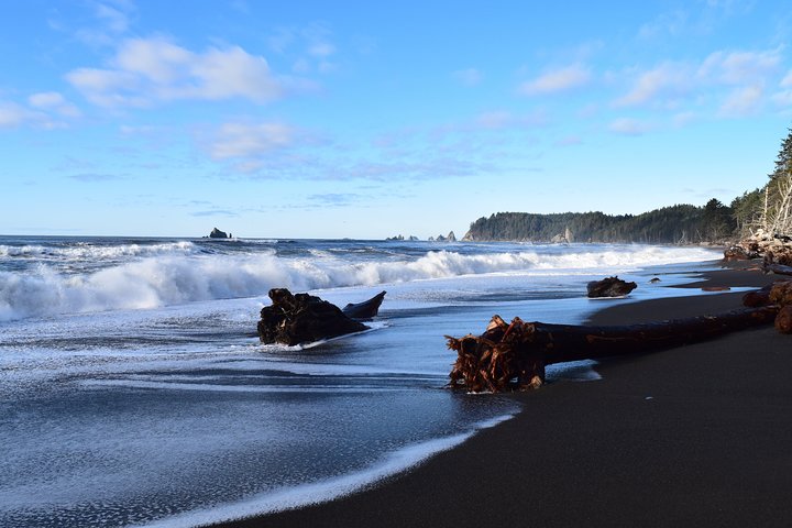 Hoh Rain Forest and Rialto Beach Guided Tour in Olympic National Park