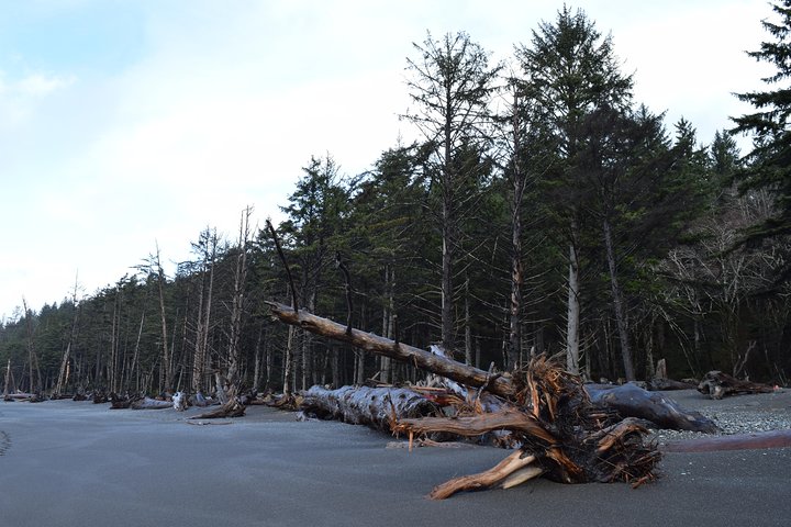 Hoh Rain Forest and Rialto Beach Guided Tour in Olympic National Park