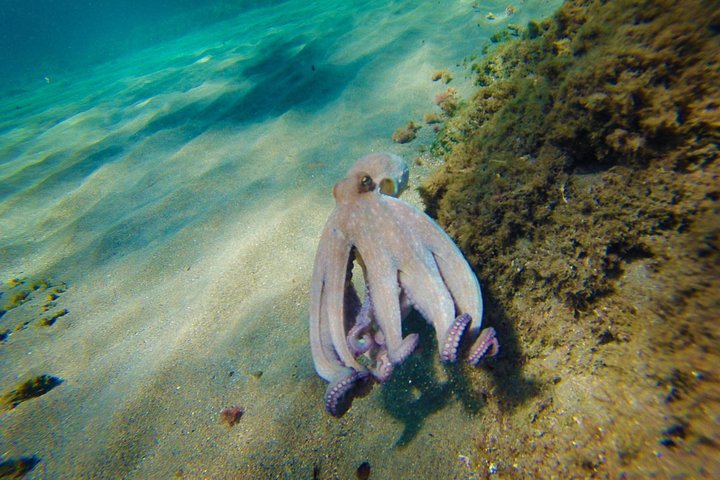 Cabo de Gata Active. Guided kayak and snorkel route through coves of the Natural Park