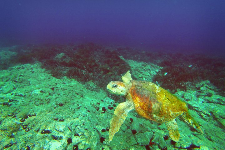 Cabo de Gata Active. Guided kayak and snorkel route through coves of the Natural Park