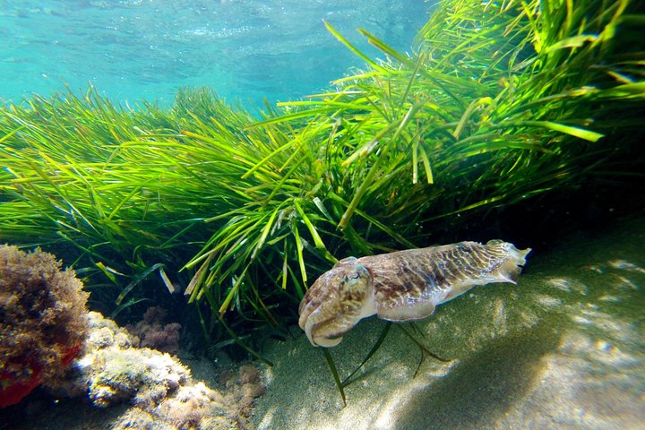 Cabo de Gata Active. Guided kayak and snorkel route through coves of the Natural Park