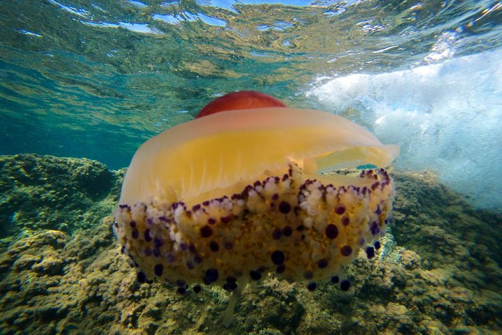 Cabo de Gata Active. Guided kayak and snorkel route through coves of the Natural Park