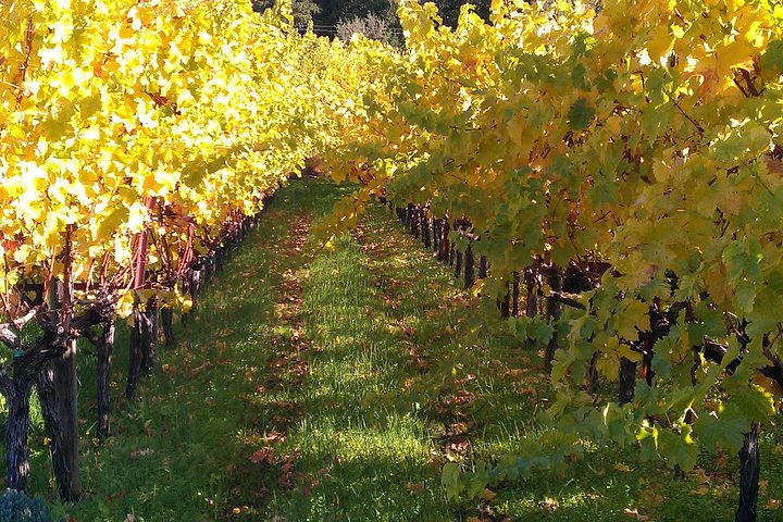 6 Hour Napa or Sonoma Valley Wine Tour by Private SUV