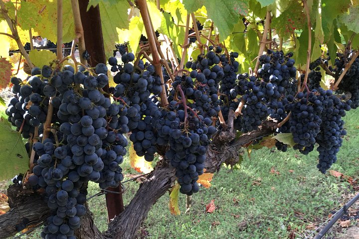 6 Hour Napa or Sonoma Valley Wine Tour by Private SUV