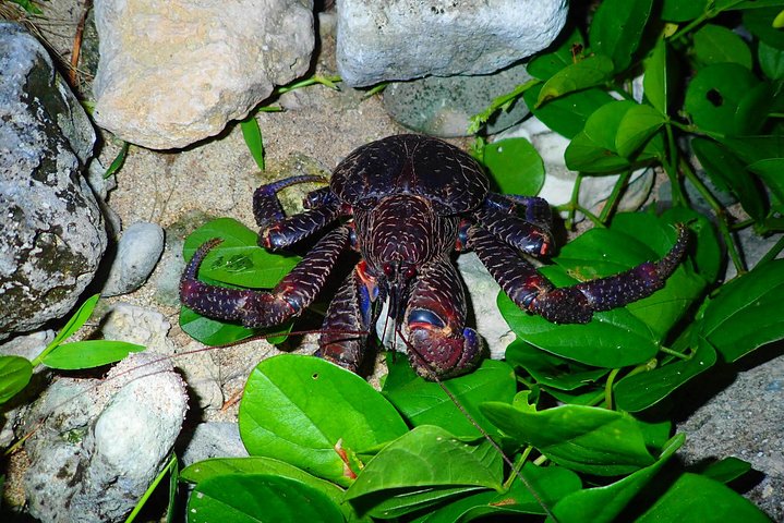 Okinawa Ishigaki Island Night Starry sky and Jungle night tour
