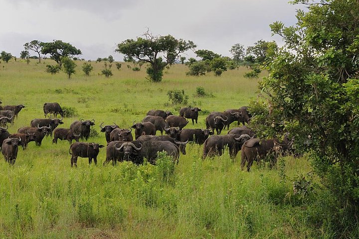 2 Days - Mikumi safari depart from Zanzibar or Dar es salaam