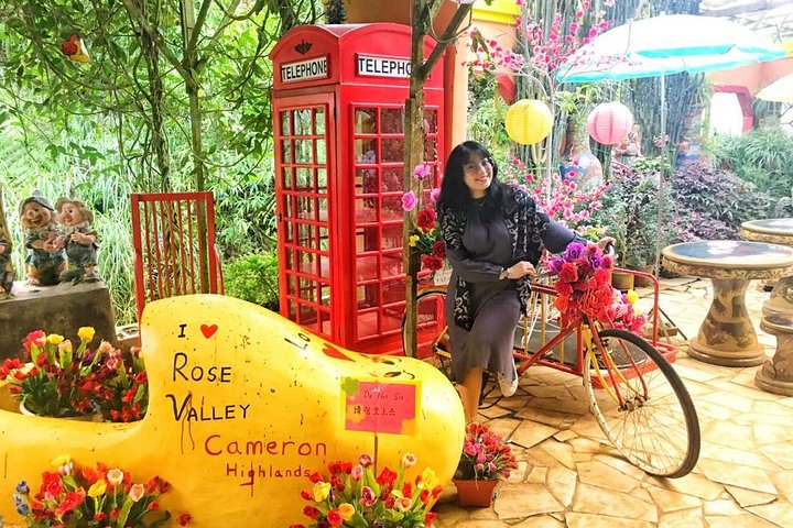 Cameron Highland Best Day Tour from Ipoh with Lunch ( Day Trip)