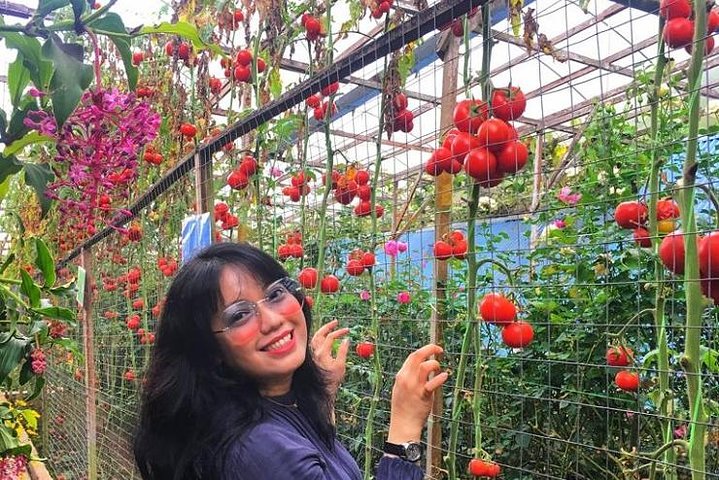 Cameron Highland Best Day Tour from Ipoh with Lunch ( Day Trip)