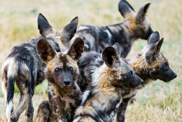 Kruger National Park Half Day Game Drive