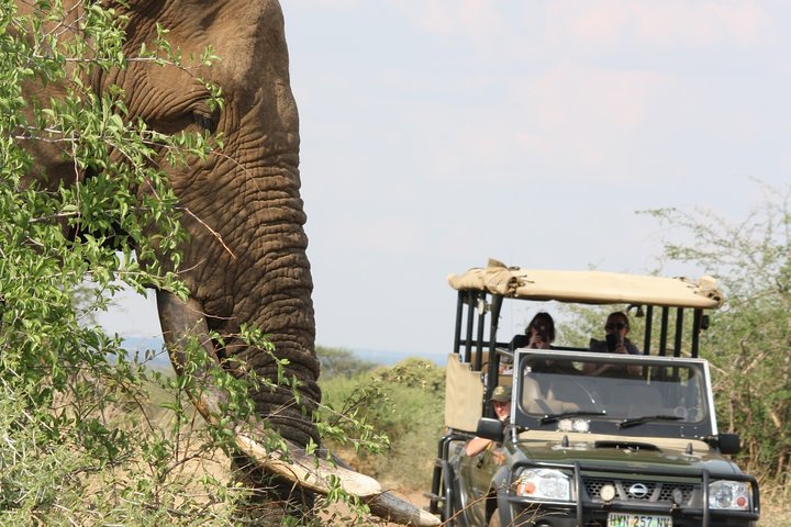 Kruger National Park Half Day Game Drive