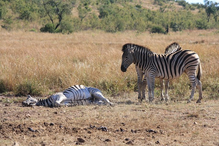 Kruger National Park Half Day Game Drive