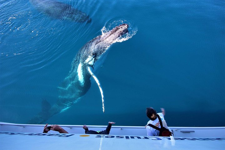 Hervey Bay Whale Watching Experience