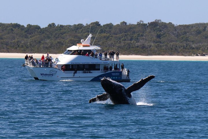 Hervey Bay Whale Watching Experience
