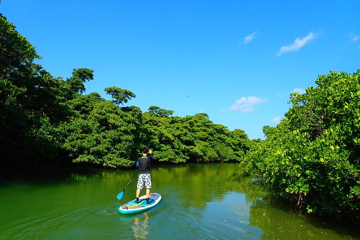 Okinawa Ishigaki Mangrove SUP or Canoe Tour