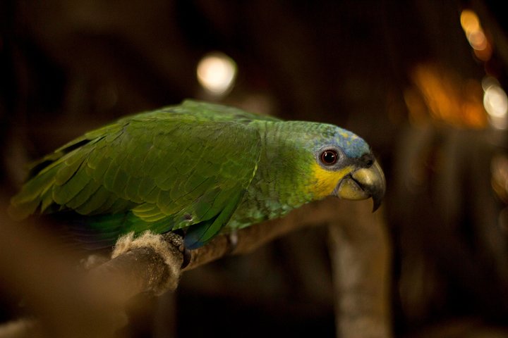 5-Day Amazon Camping and Kayaking Discover Yasuni