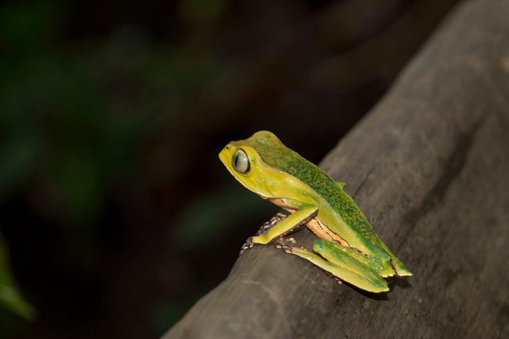 5-Day Amazon Camping and Kayaking Discover Yasuni