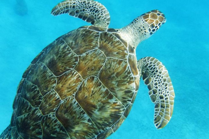 Turtle Cove Catamaran Snorkel and Sail at Little Buck Island STT