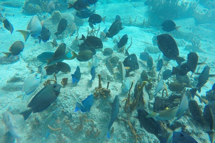 Turtle Cove Catamaran Snorkel and Sail at Little Buck Island STT
