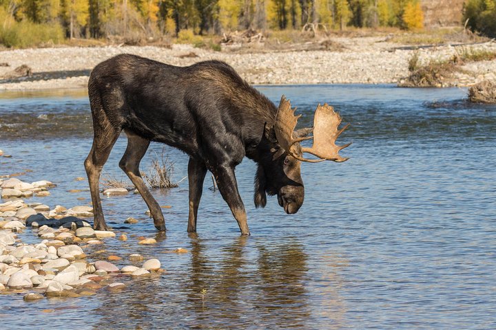 Private Yellowstone National Park Tour (Upper Loop)