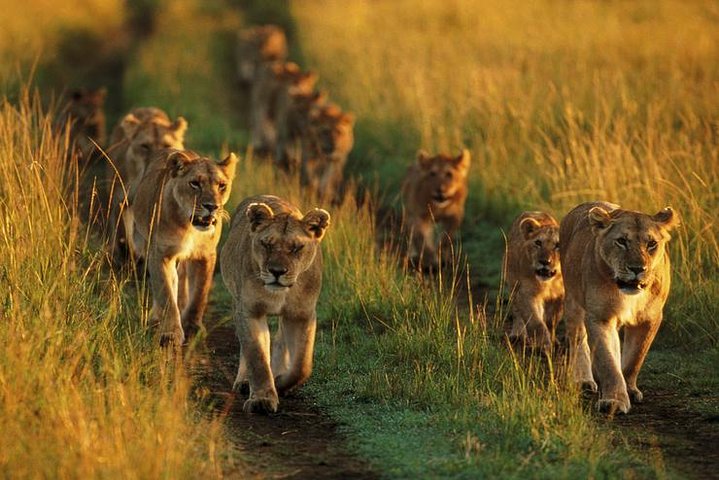 6 Days best adventure kilimanjaro ,Tarangire ,Serengeti &Ngorongoro crater